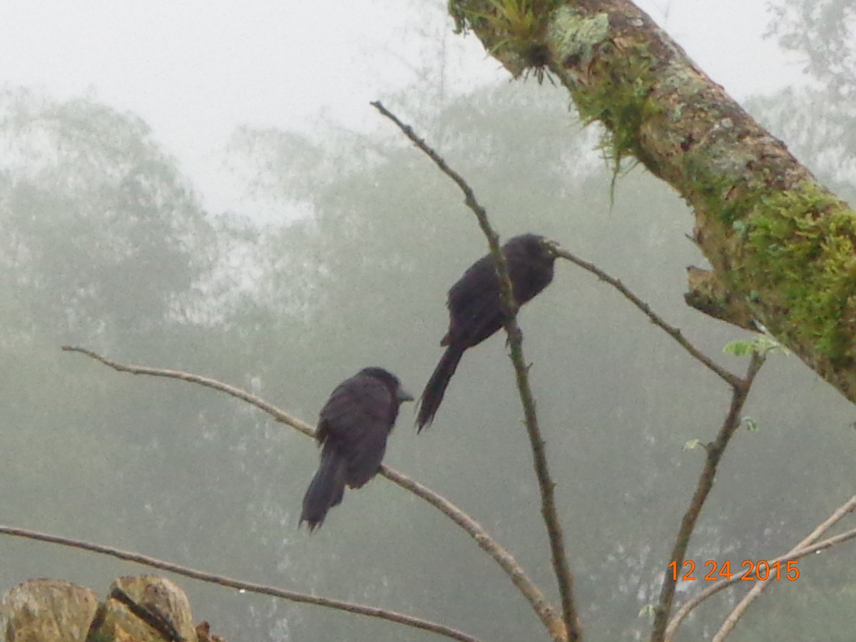 Smooth-billed Ani - ML22930161