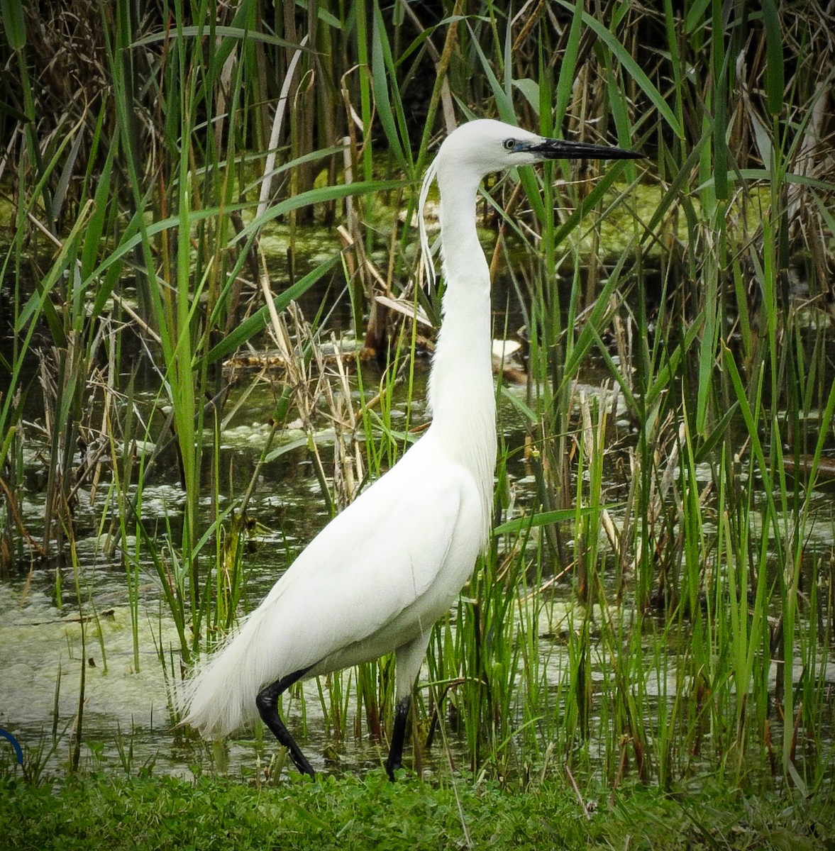 Little Egret - ML229302081