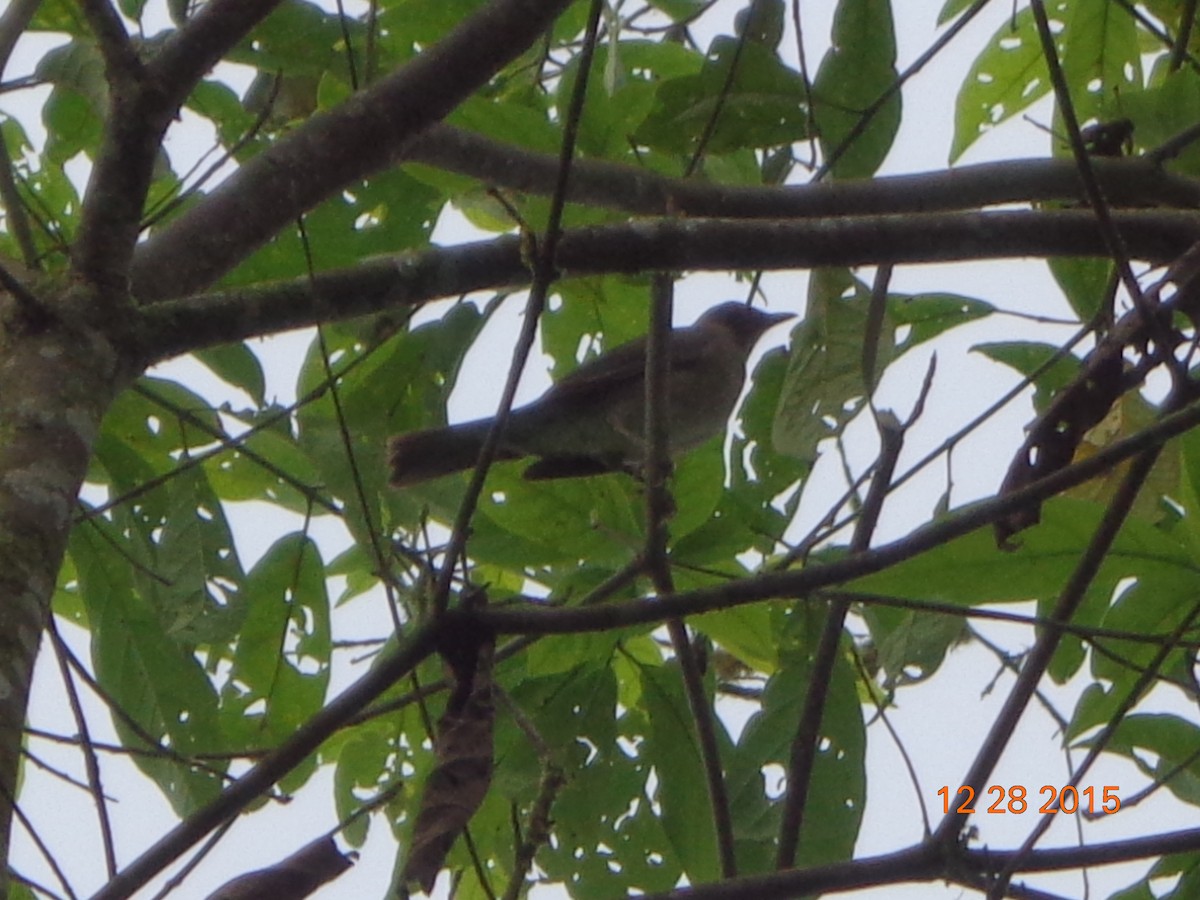 Ecuadorian Thrush - ML22930221