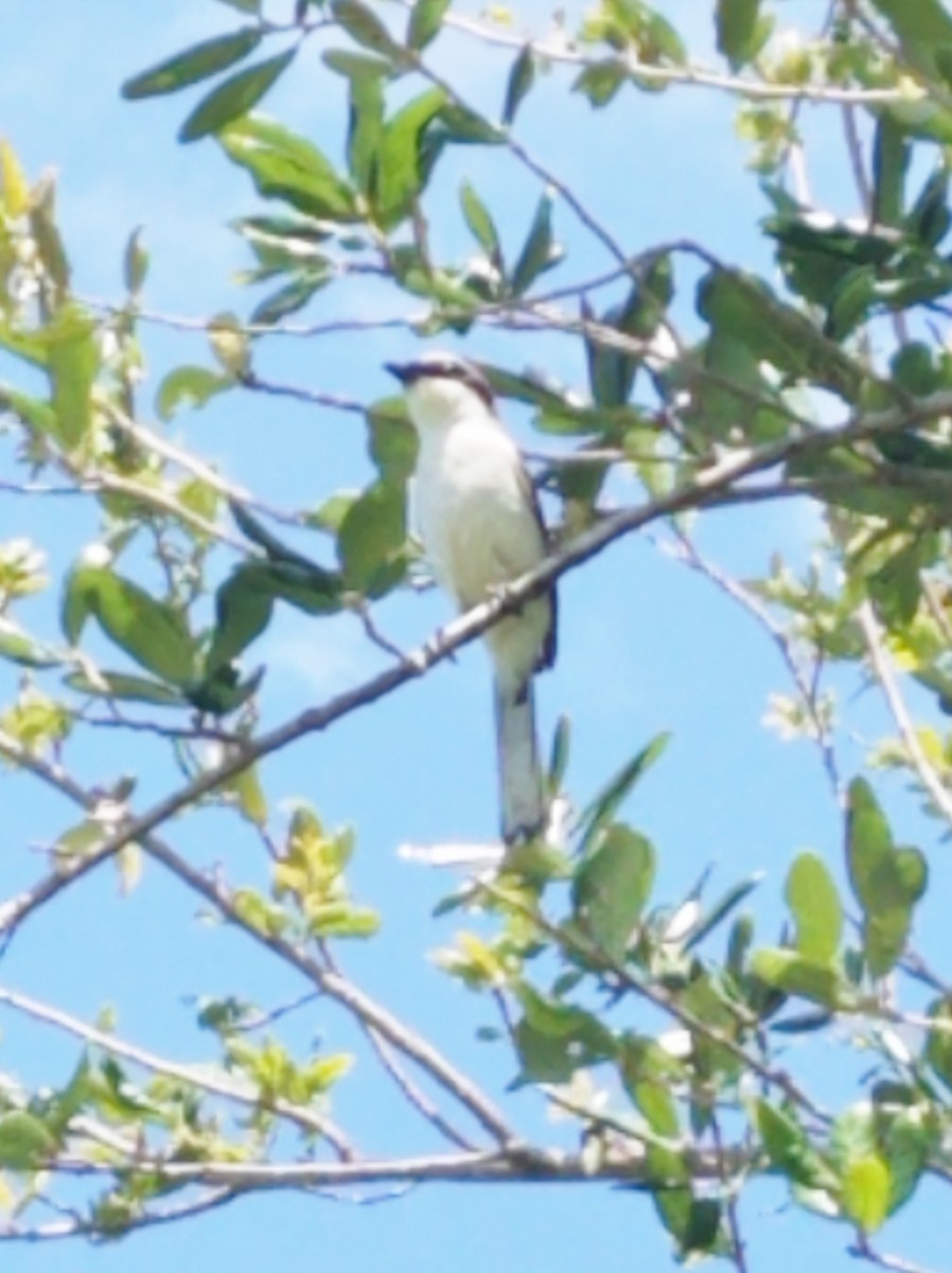Loggerhead Shrike - ML229304971