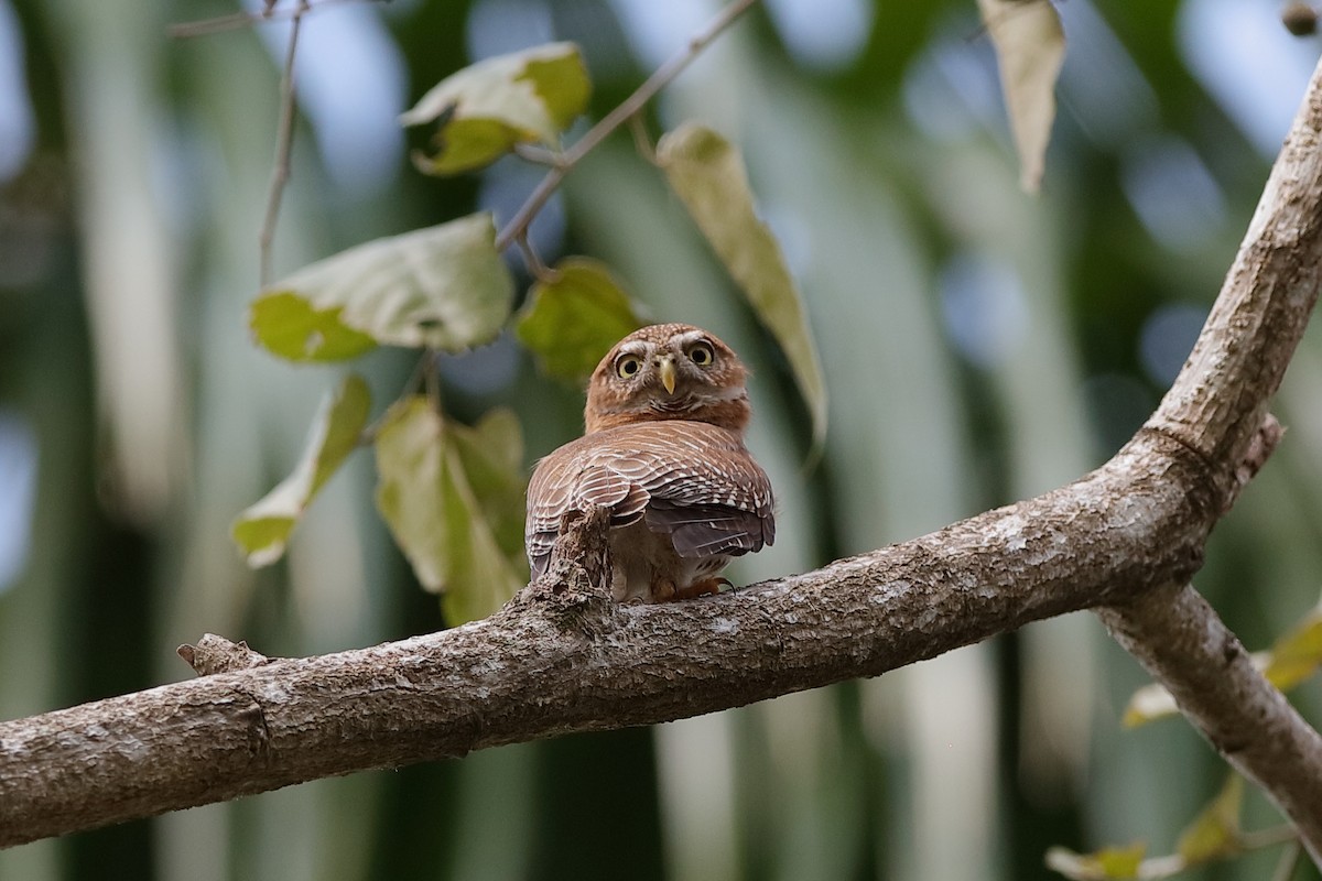 Cuban Pygmy-Owl - ML229306601