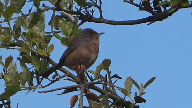 Dartford Warbler - ML229306921