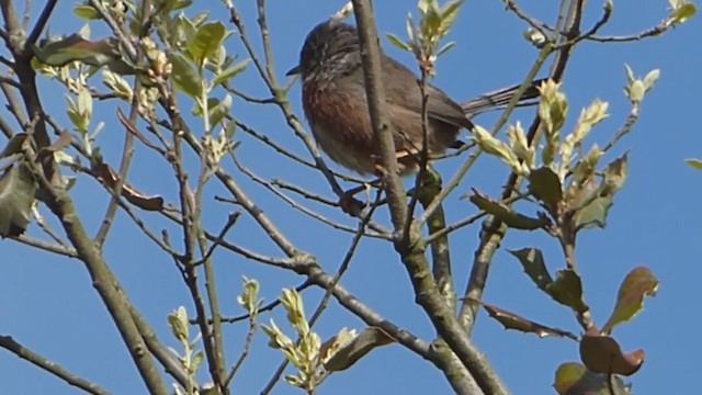 Dartford Warbler - ML229306931