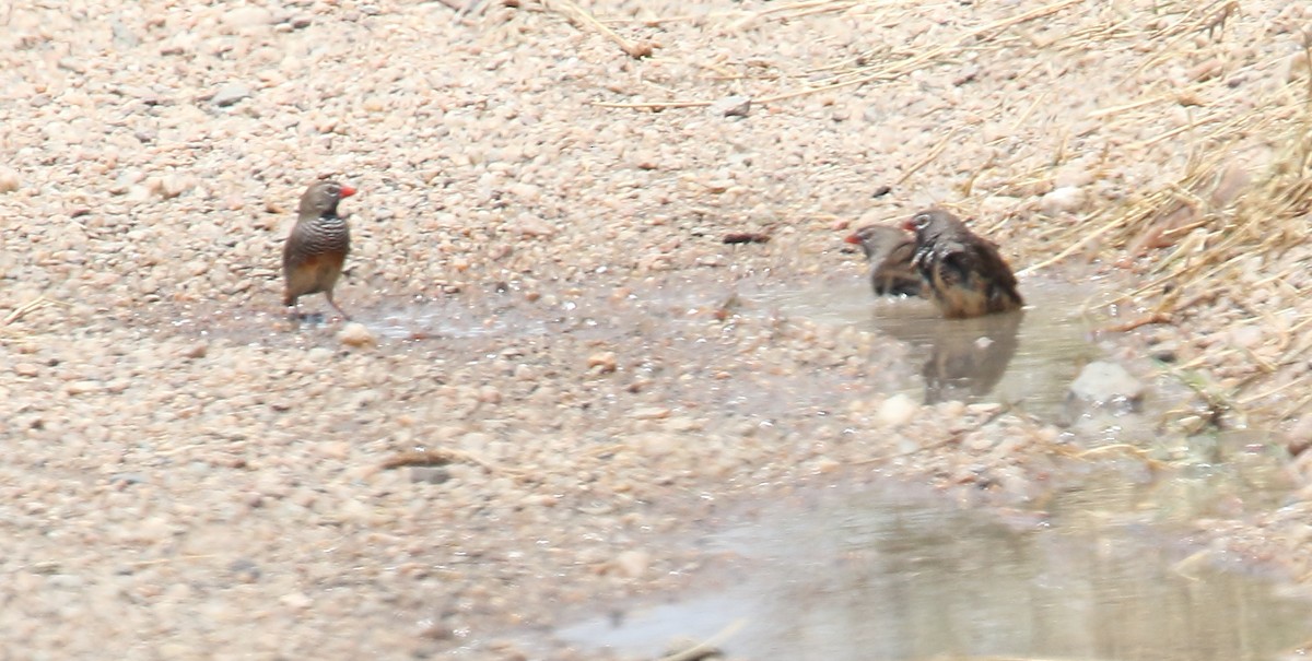 Quailfinch (Spectacled) - ML229306971