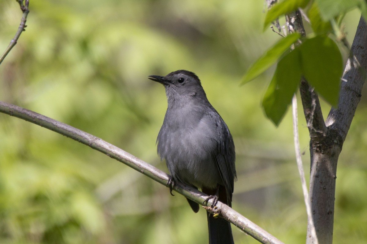 Gray Catbird - ML229310031