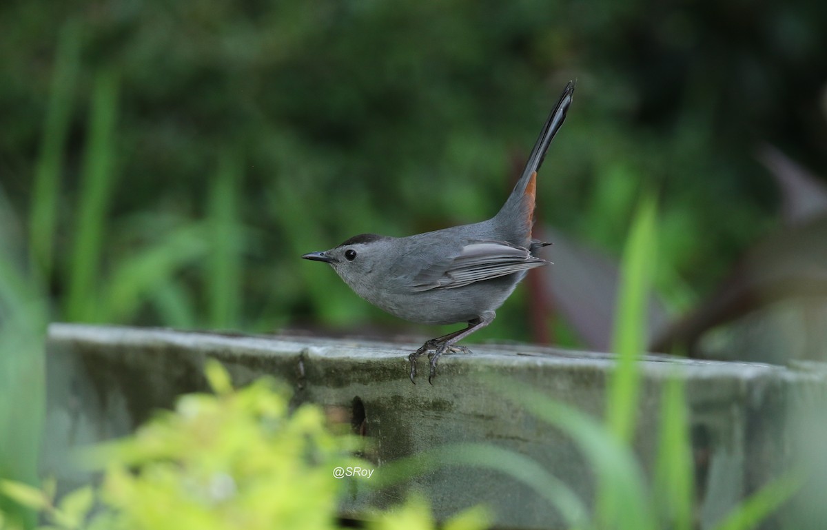 Pájaro Gato Gris - ML229310291