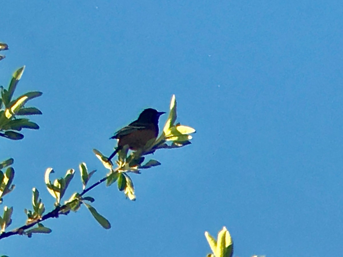 Orchard Oriole - ML229310301