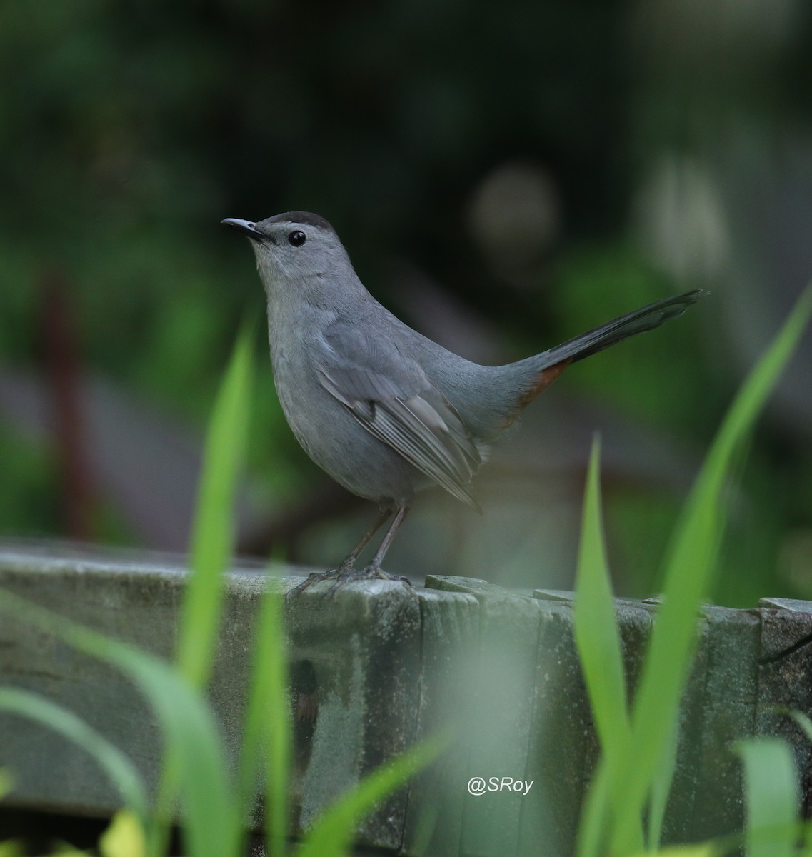 Gray Catbird - ML229311461