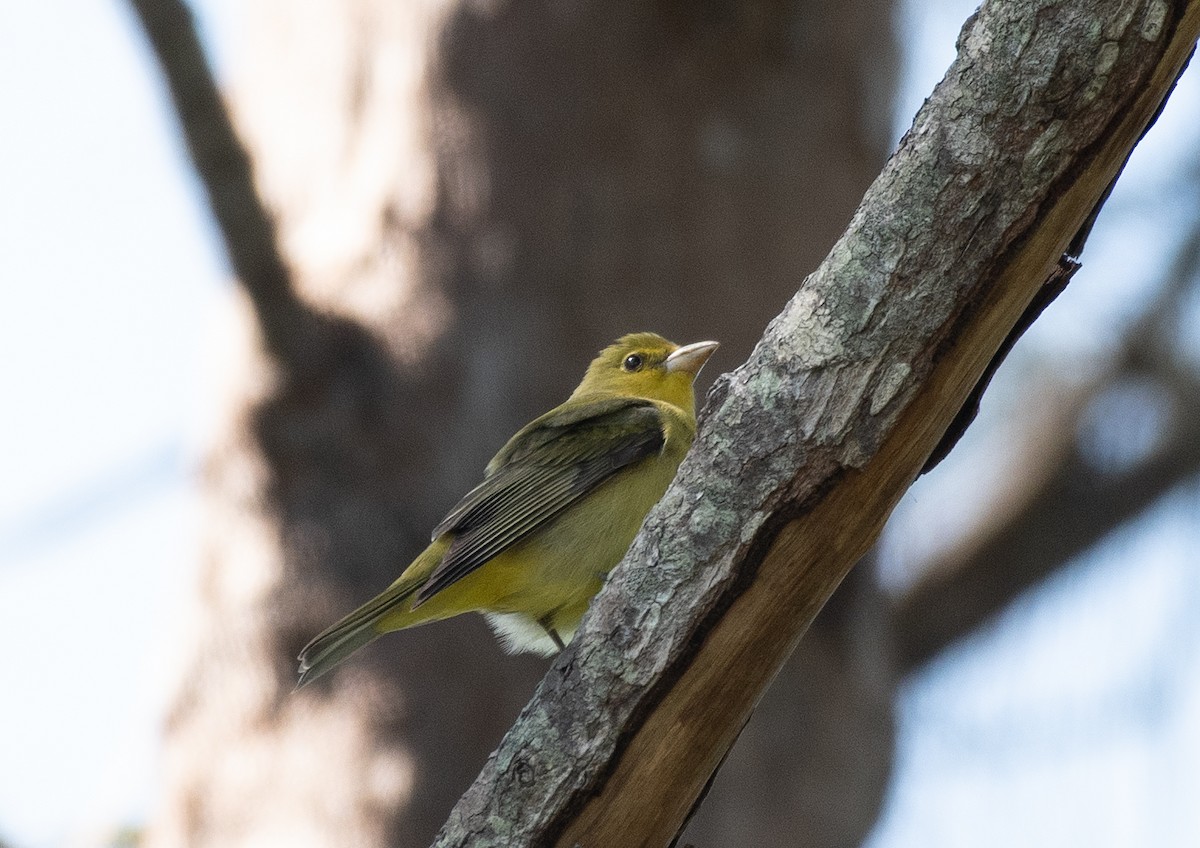 Scarlet Tanager - ML229311741