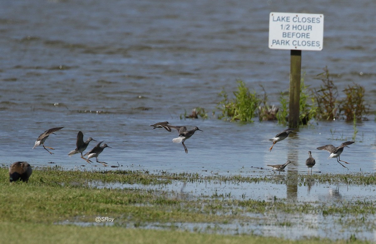 Lesser Yellowlegs - ML229312181