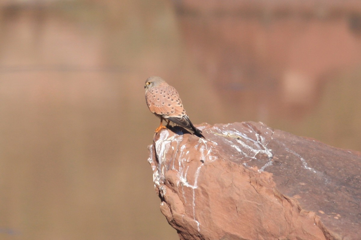 Eurasian Kestrel - ML229312251