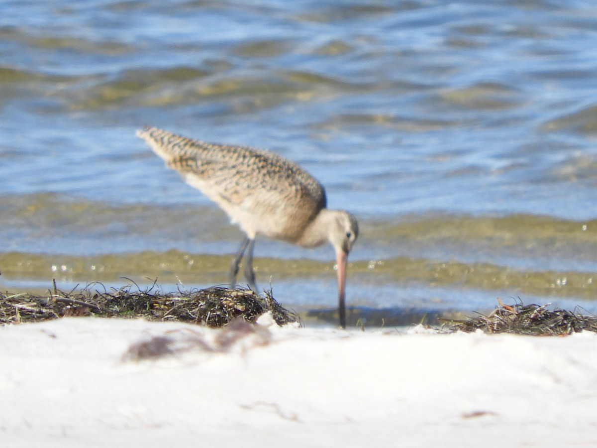 Marbled Godwit - Elaine Roche