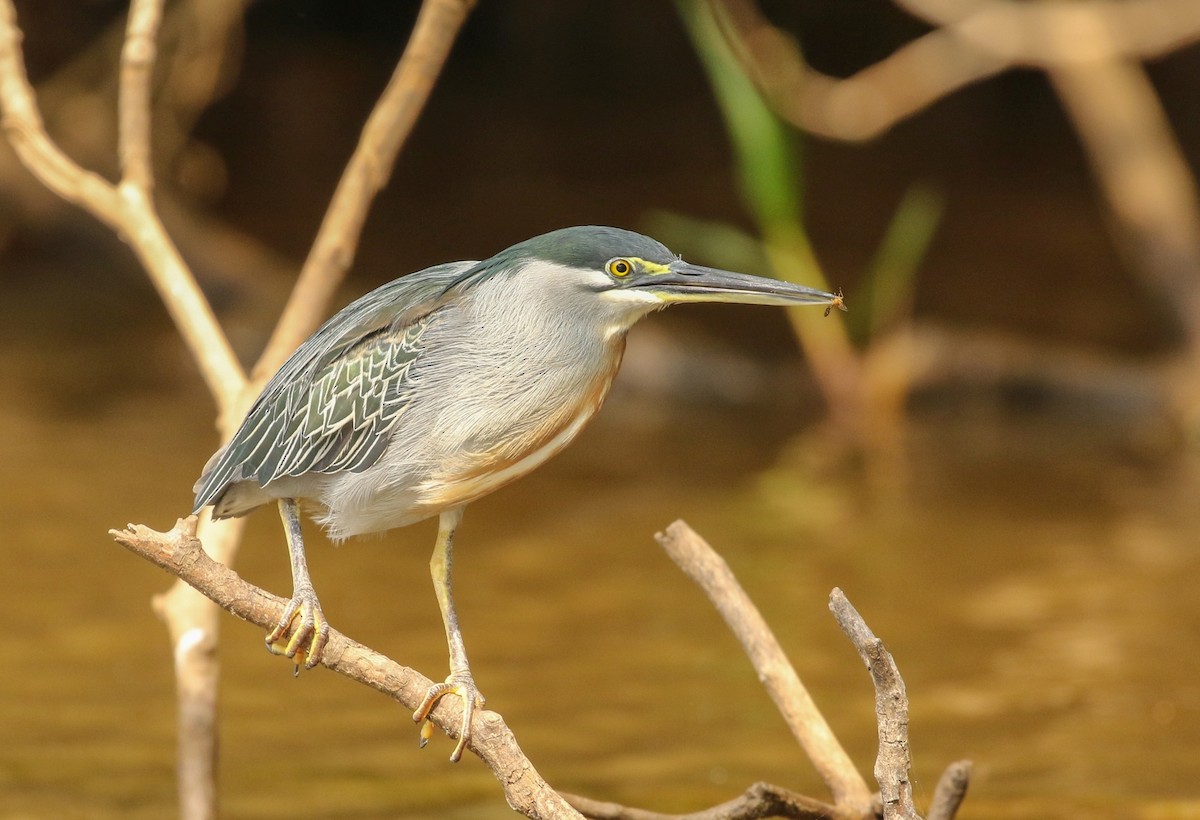 Striated Heron - ML229315171