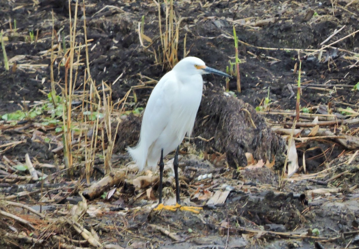 Aigrette neigeuse - ML229316901