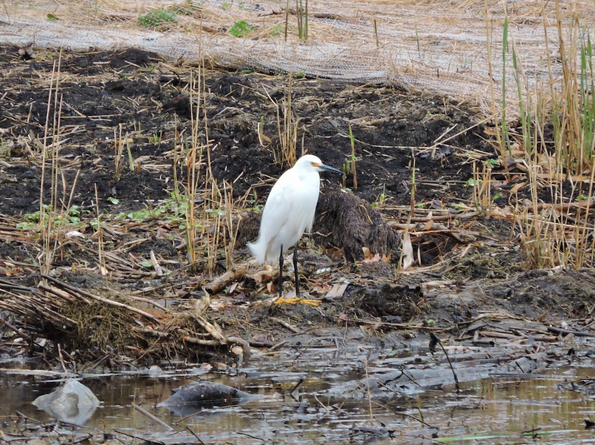 Snowy Egret - Thomas Williams