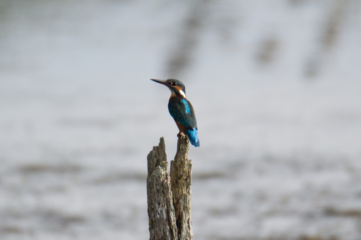 Common Kingfisher - ML229317761