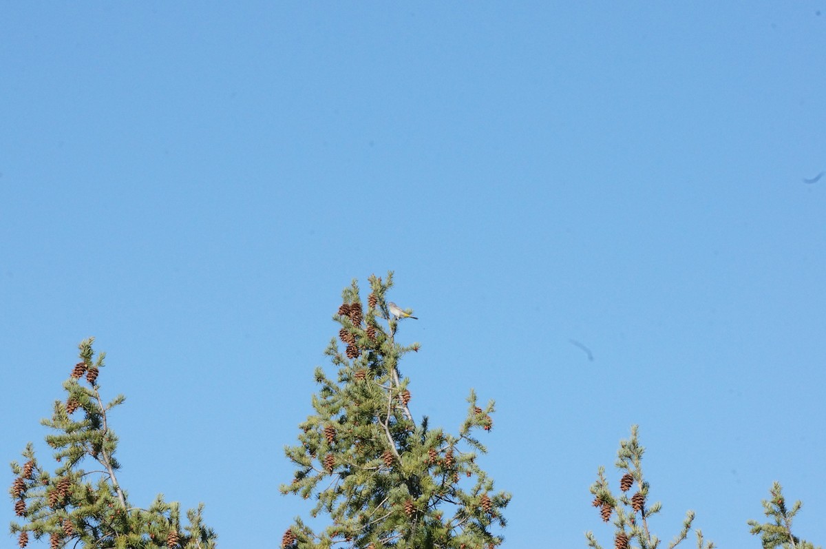 Virginia's Warbler - ML229318181