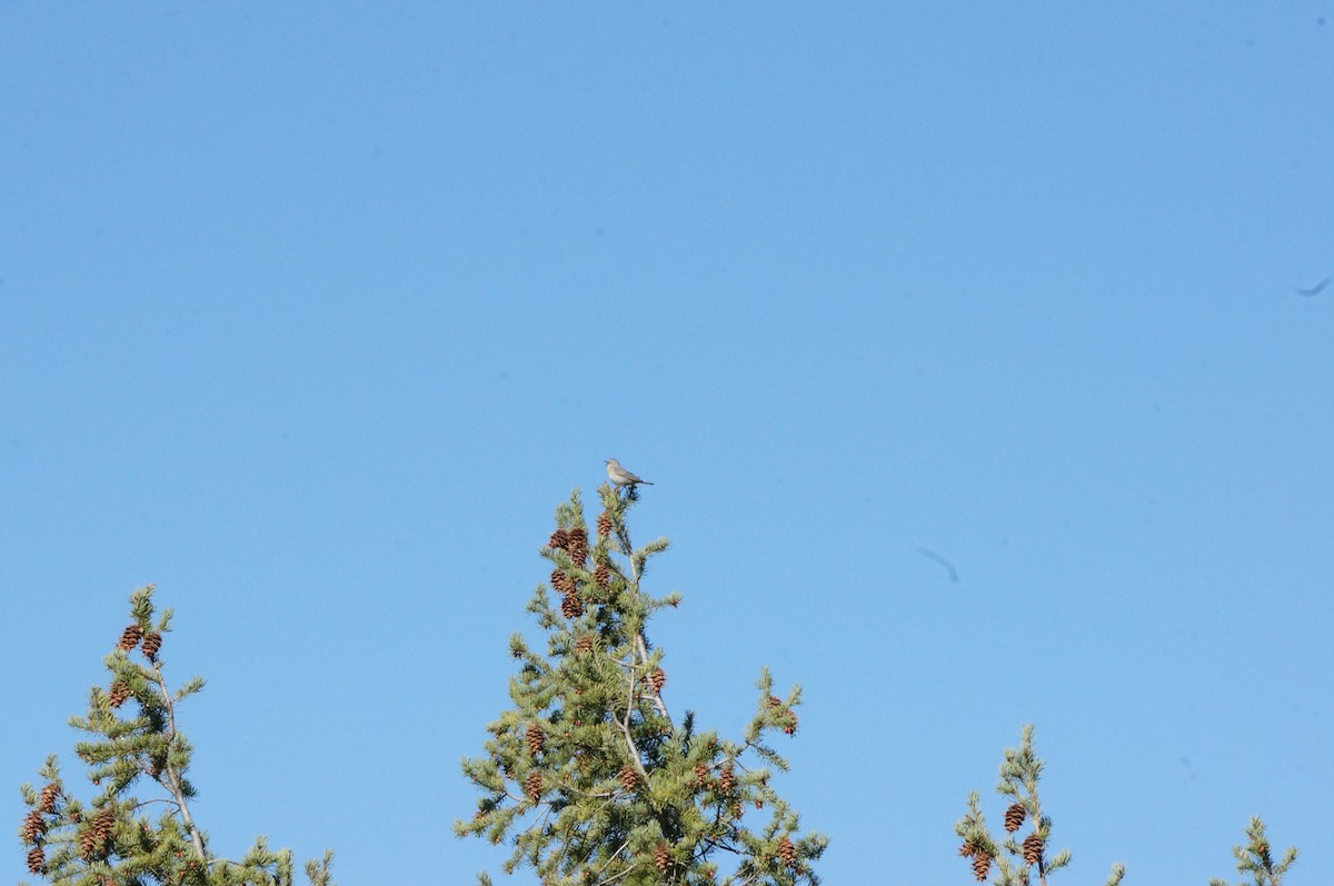 Virginia's Warbler - ML229318211