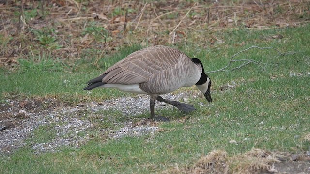Canada Goose - ML229318841