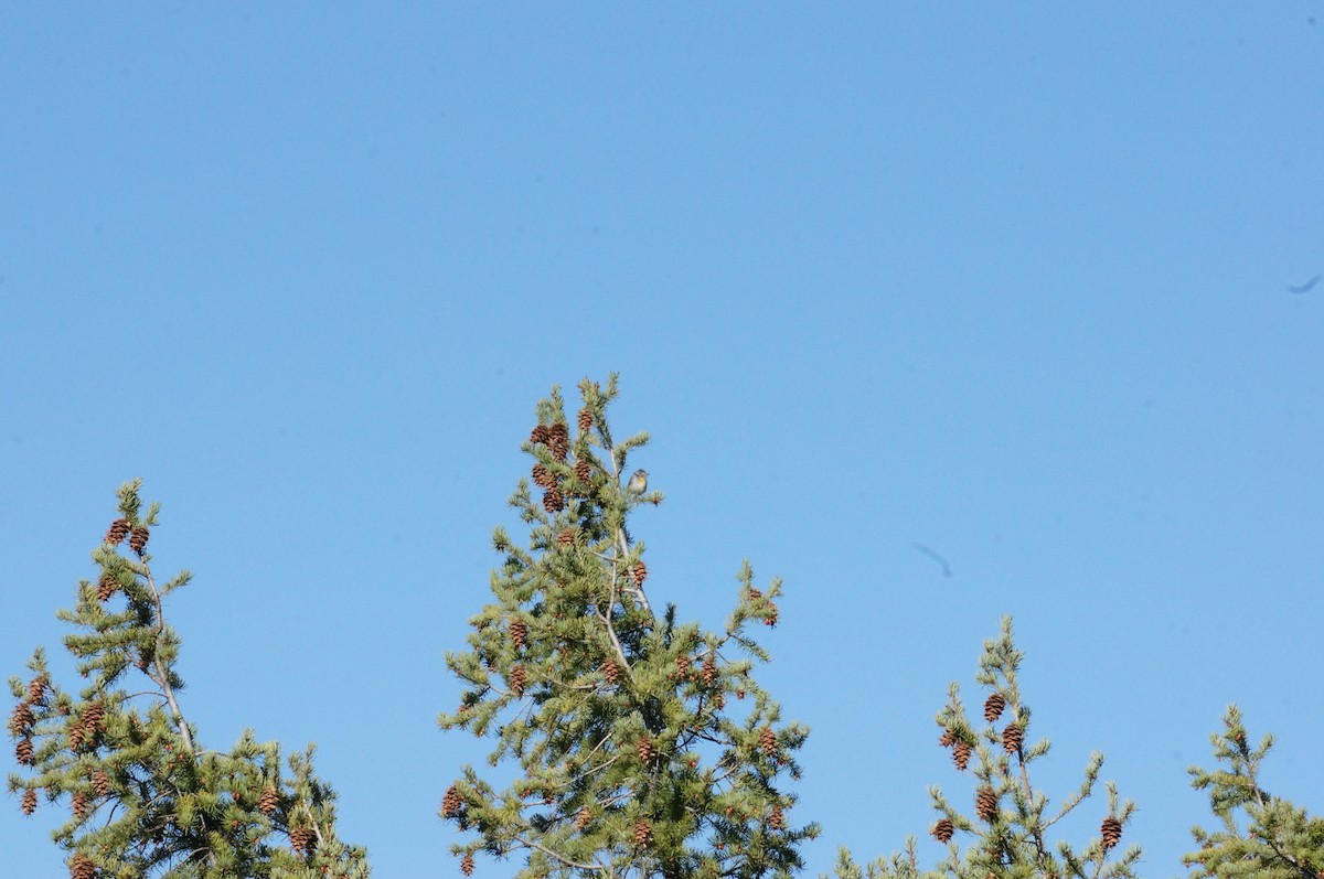 Virginia's Warbler - ML229318941