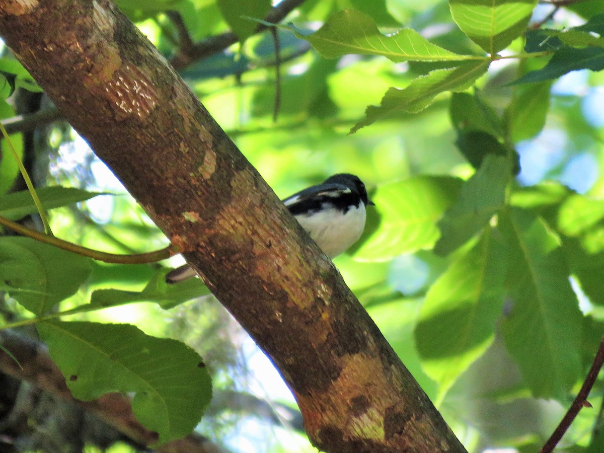 Black-throated Blue Warbler - Ken Spilios