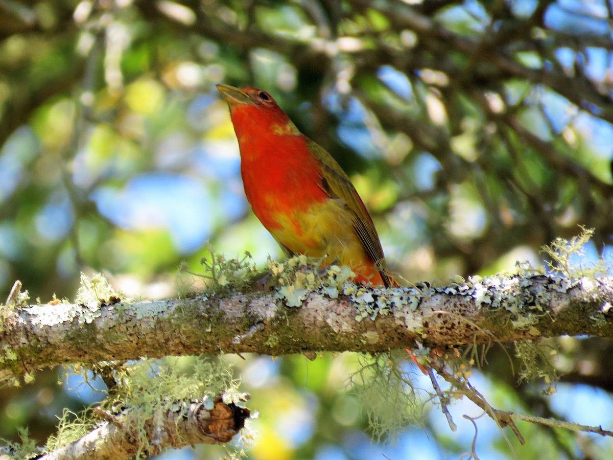 Summer Tanager - ML229320671