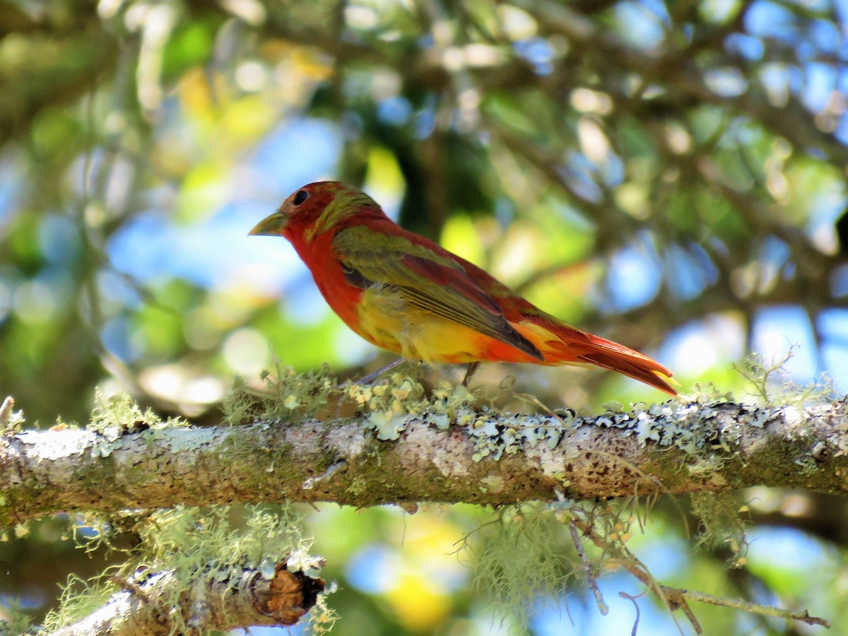 Summer Tanager - ML229320791