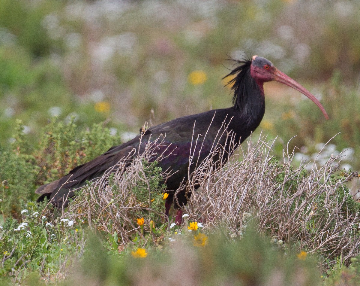 Northern Bald Ibis - ML229321261