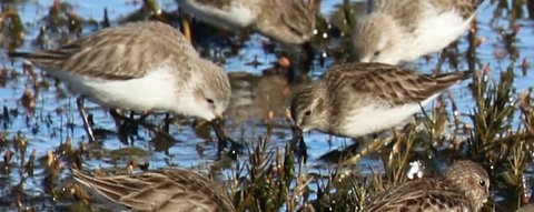 Least Sandpiper - Brook OConnor