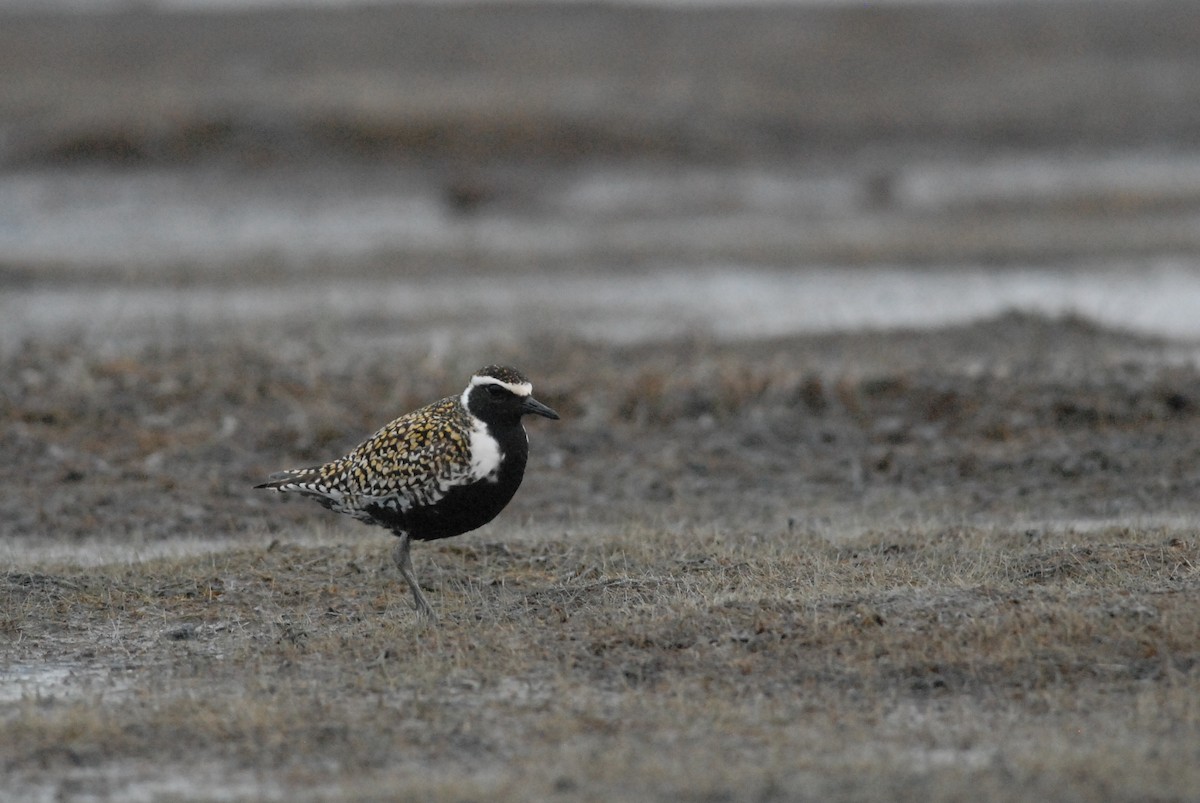 Pacific Golden-Plover - Cameron Eckert