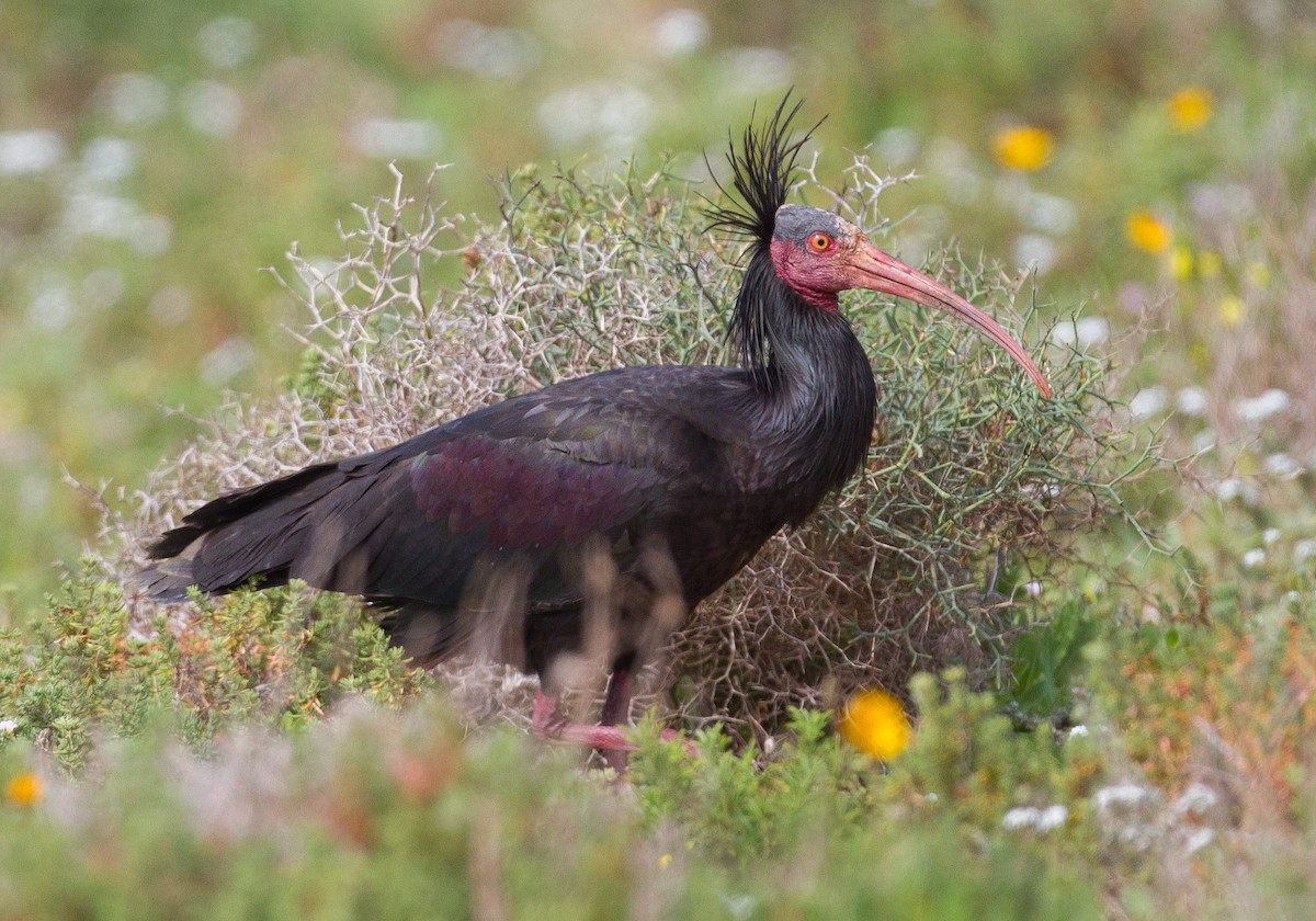 Ibis eremita - ML229324091