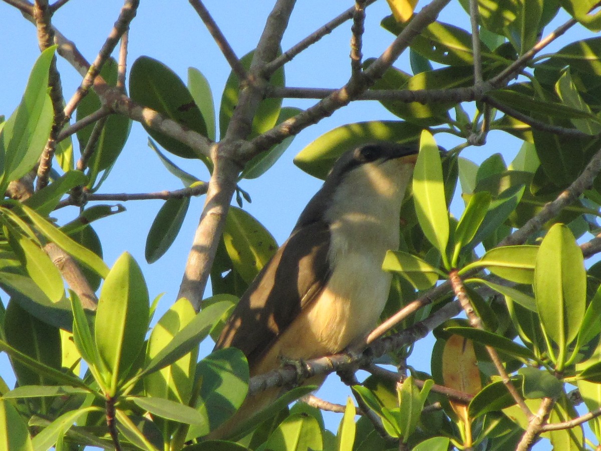 Mangrove Cuckoo - ML229324371