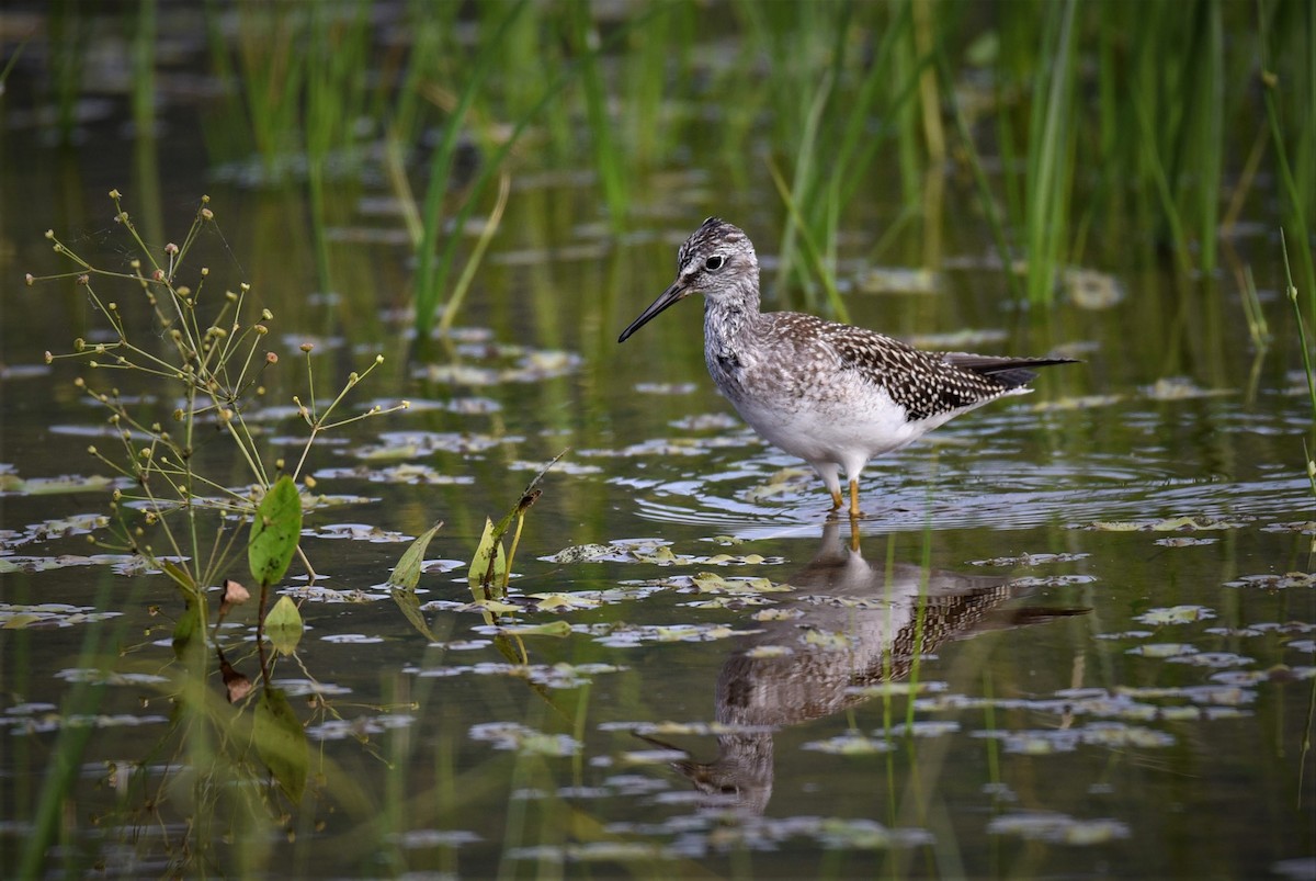 Lesser Yellowlegs - ML229324481