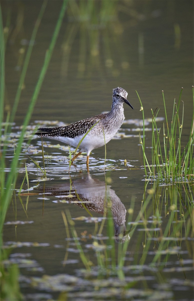 Lesser Yellowlegs - ML229324501