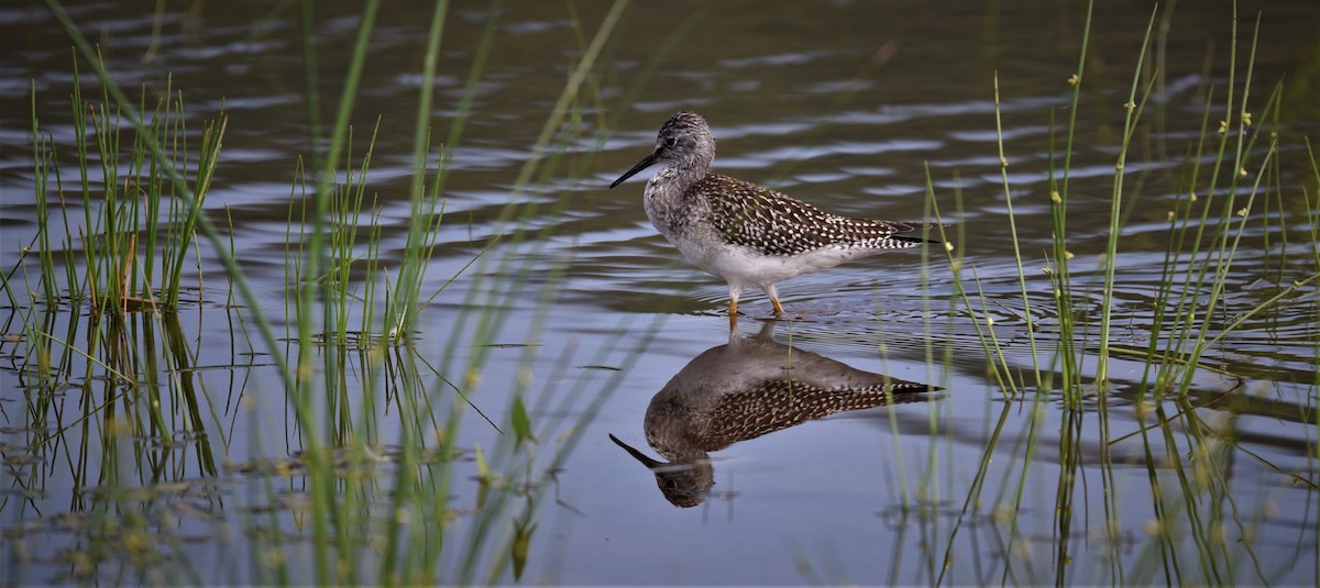 Lesser Yellowlegs - ML229324521