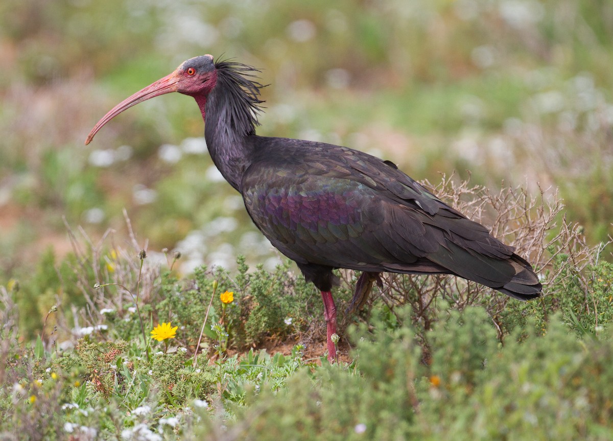 Northern Bald Ibis - ML229324641