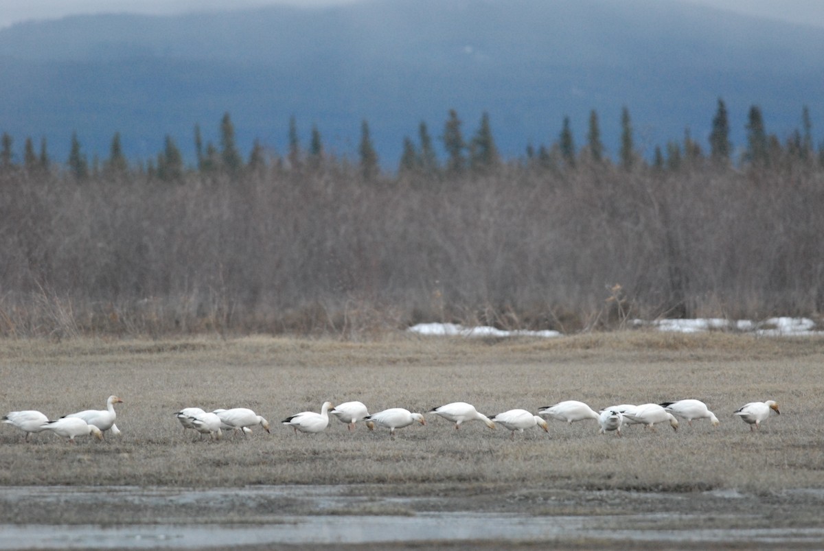 Snow Goose - Cameron Eckert