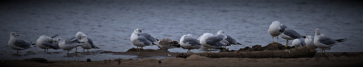 Ring-billed Gull - Luc Girard