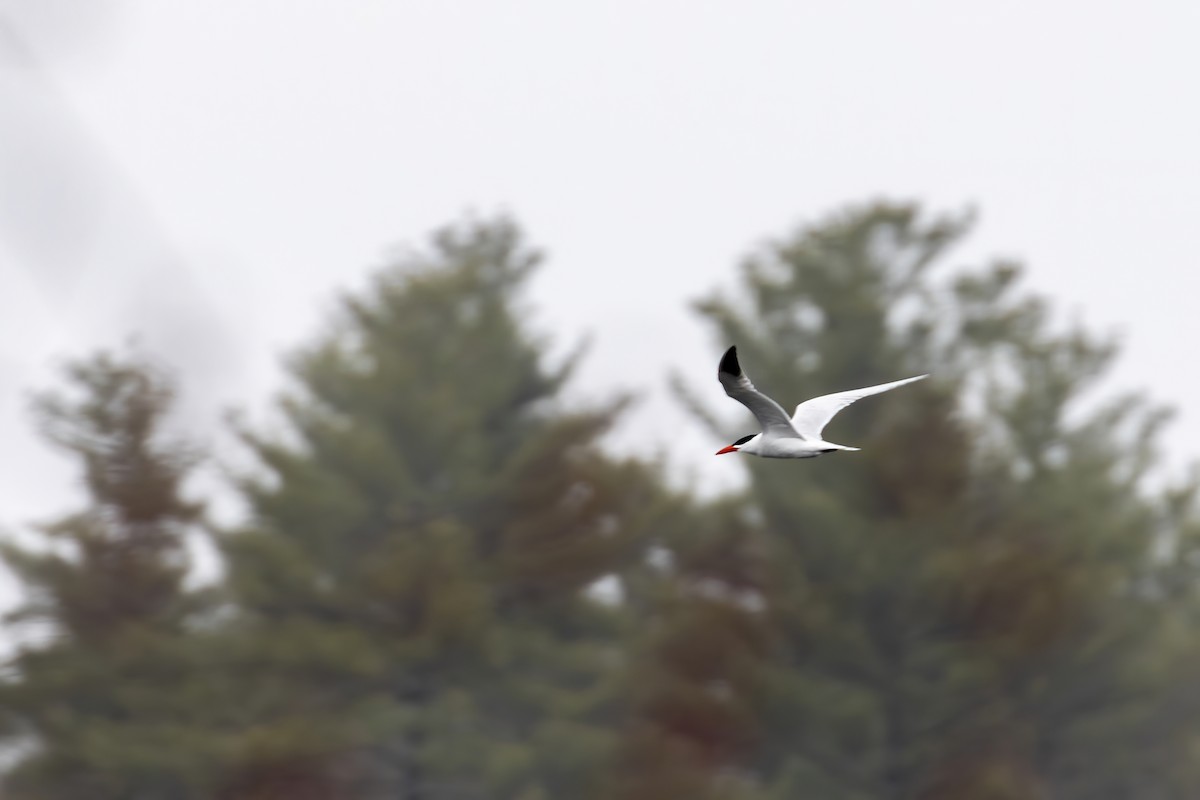 Caspian Tern - ML229326121