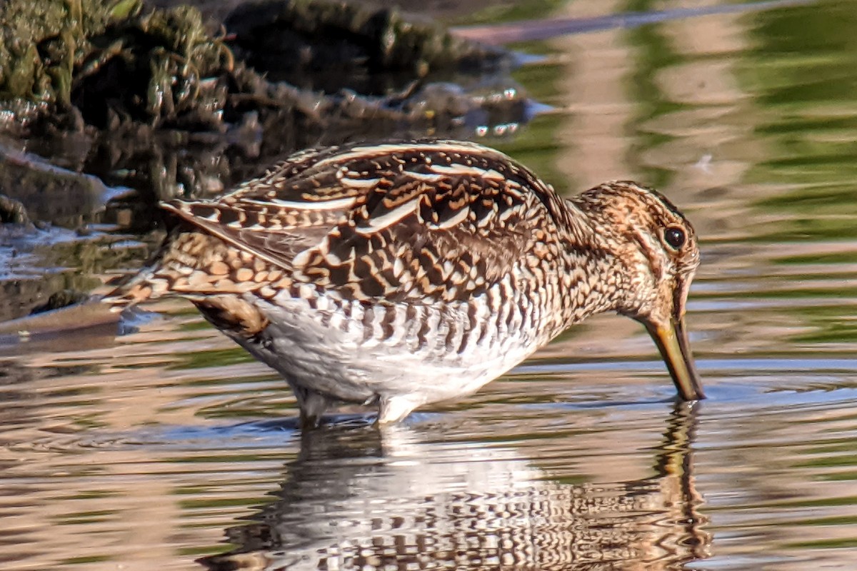 Wilson's Snipe - ML229326181