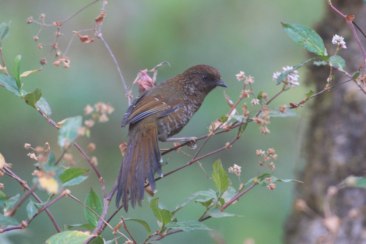 Brown-capped Laughingthrush - ML229326391