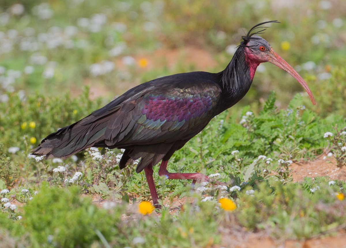 Northern Bald Ibis - ML229326421