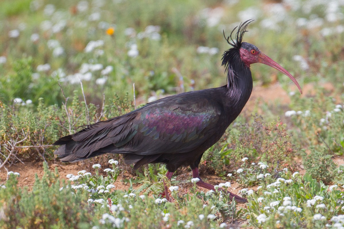 Northern Bald Ibis - ML229327111