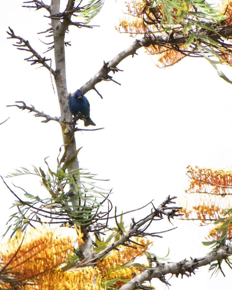 Indigo Bunting - ML229327471