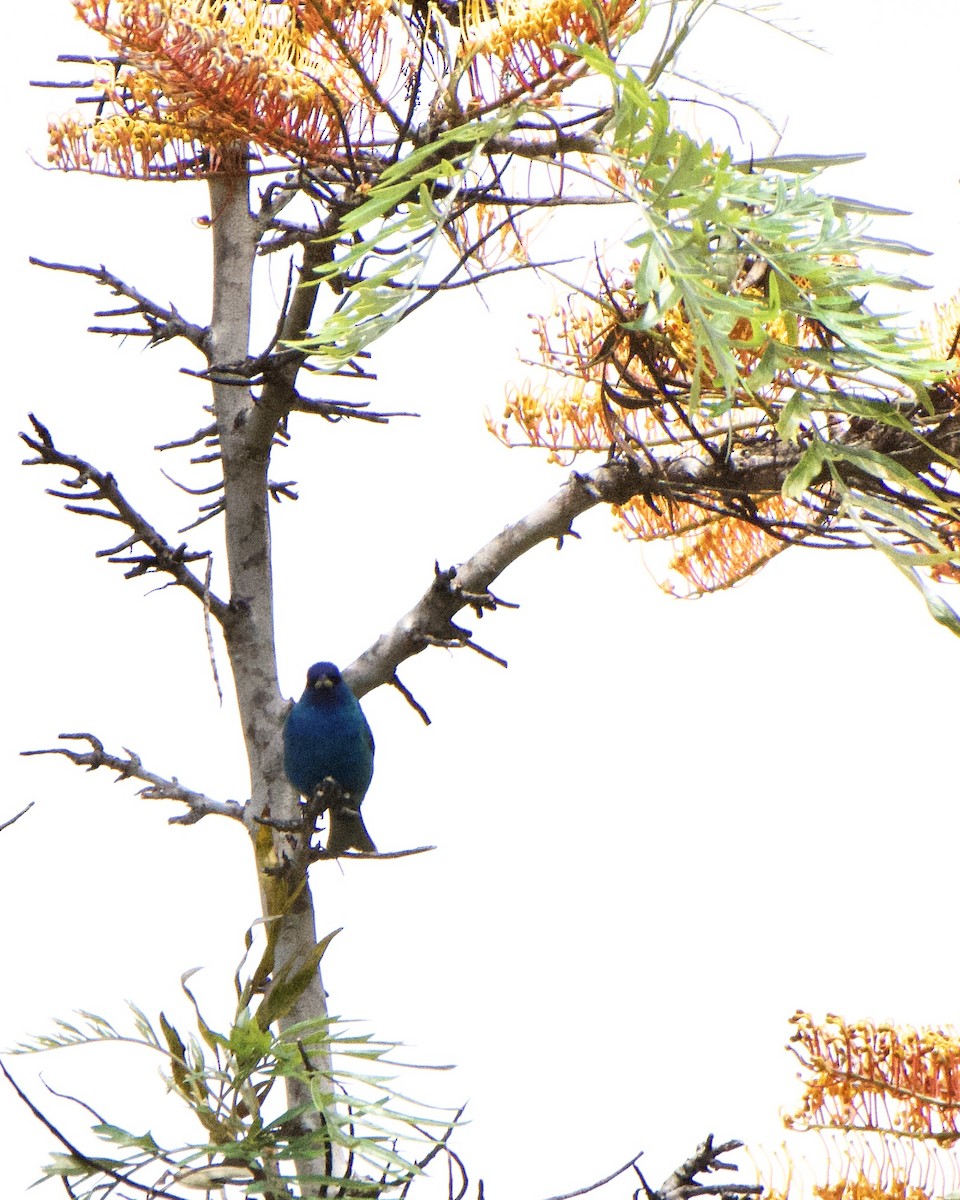 Indigo Bunting - ML229327561