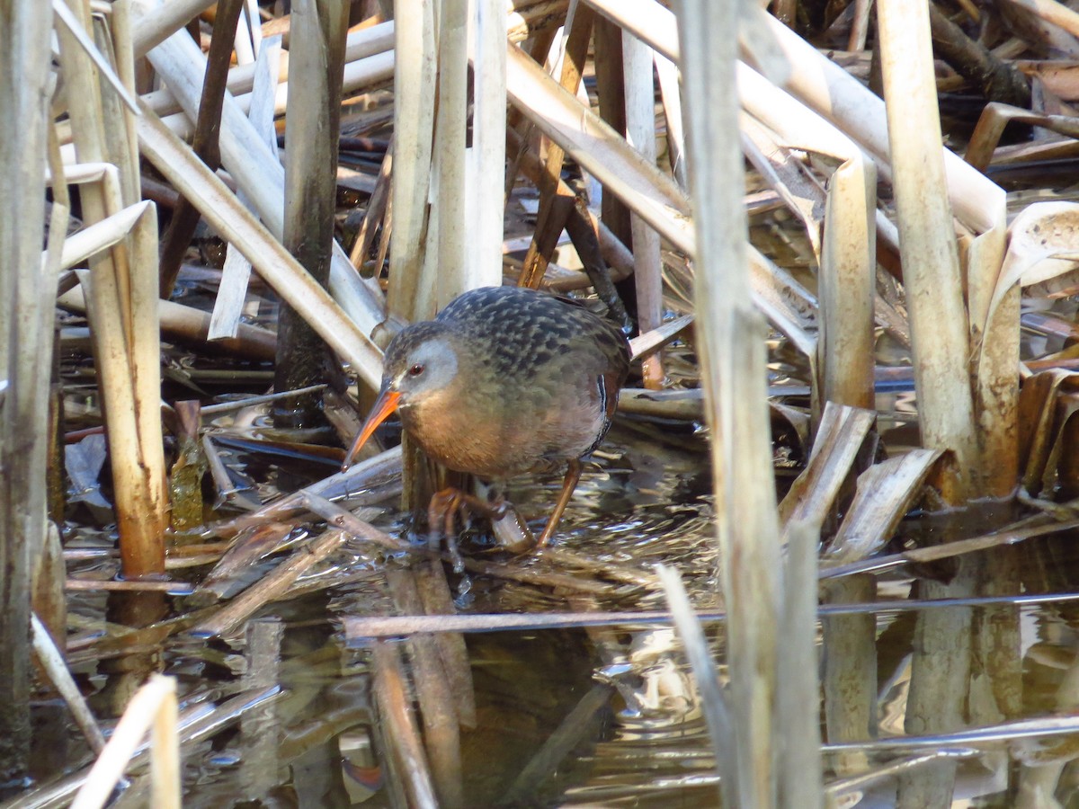 Virginia Rail - ML229327591