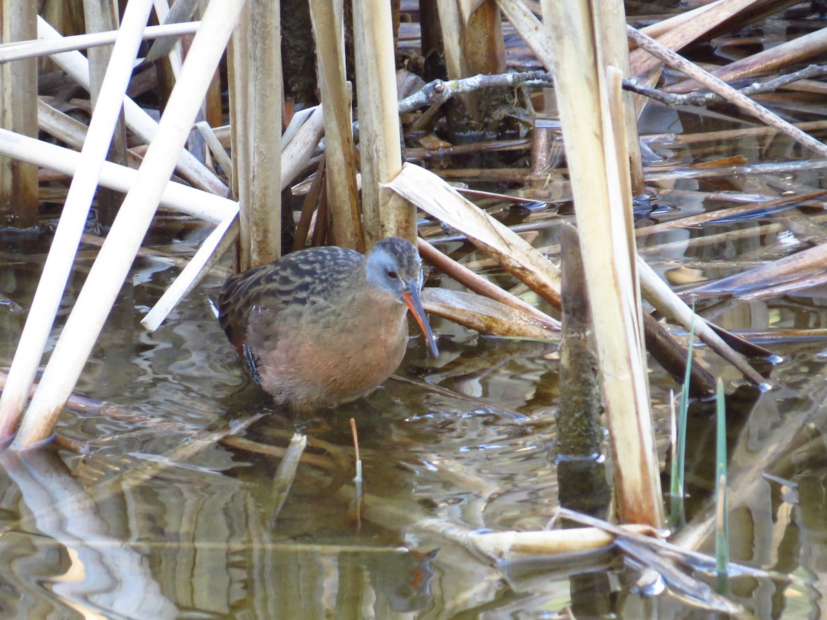 Virginia Rail - ML229327601