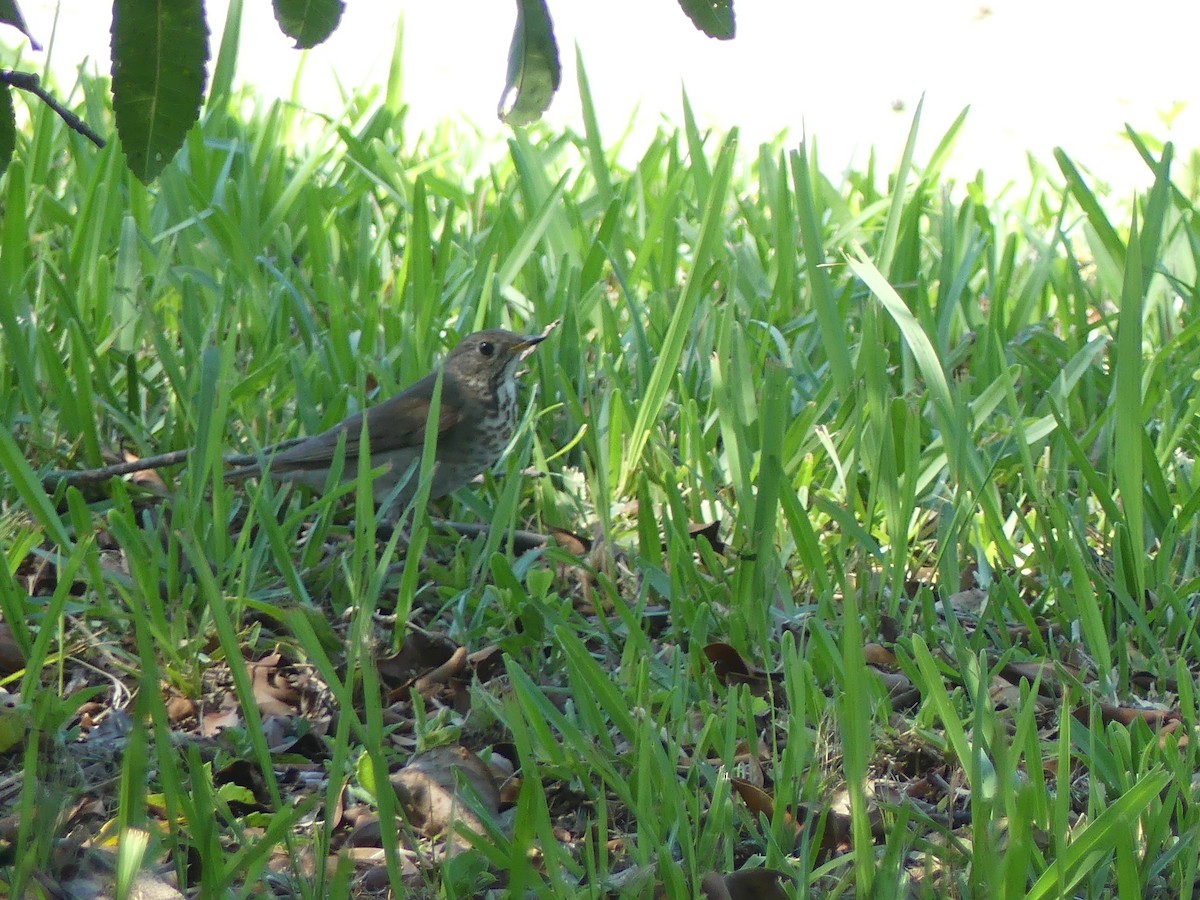 Gray-cheeked Thrush - ML229327901