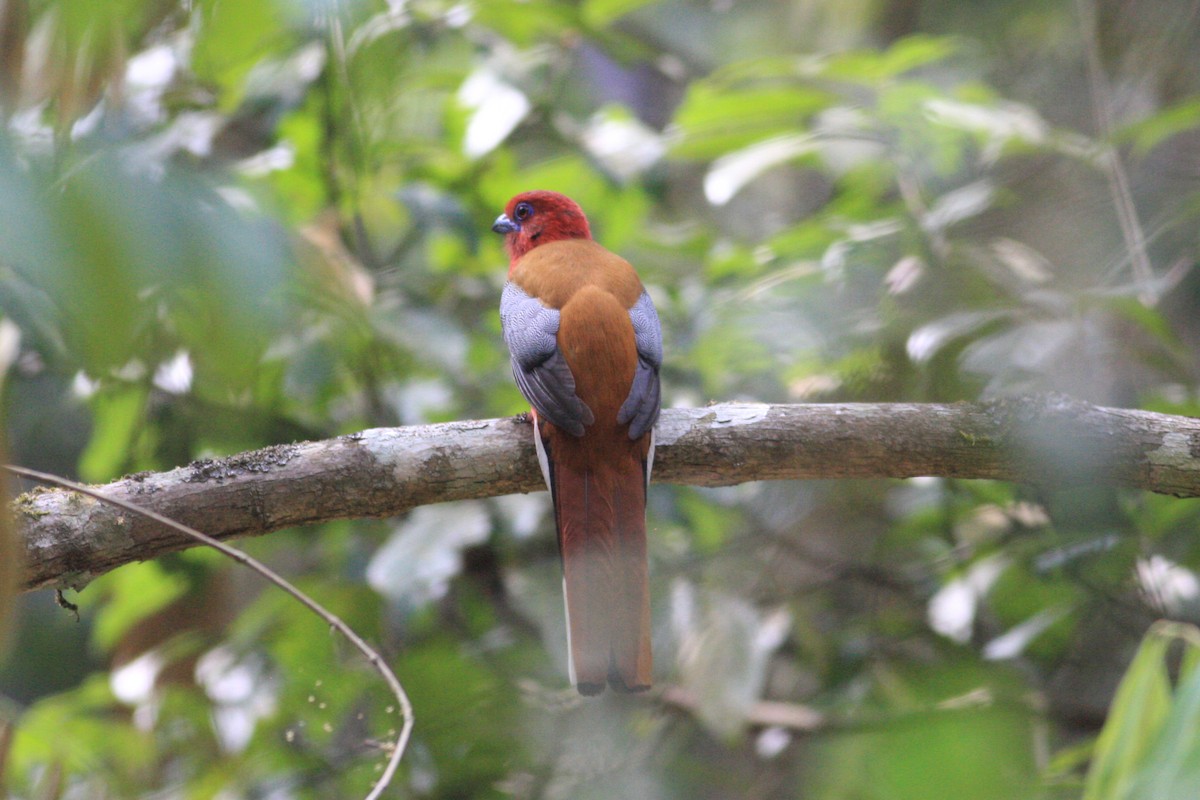 Red-headed Trogon - Oscar Campbell