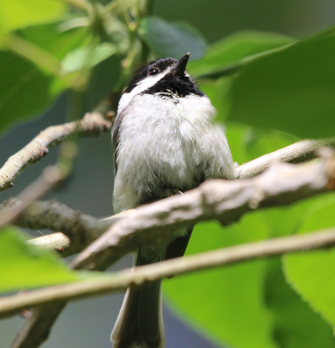 Carolina Chickadee - ML229328071